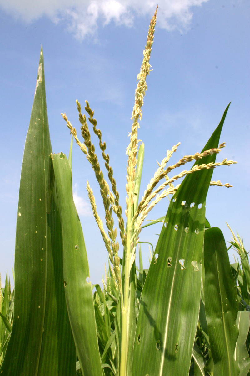 トウモロコシの雄穂（花粉を出す雄花）