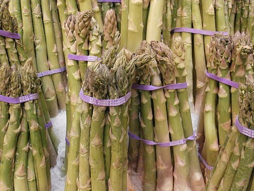 【アスパラガスの育て方】植え付けから収穫まで！初心者でも長年楽しめる栽培ガイド