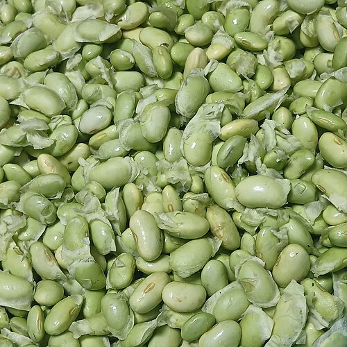 【枝豆の育て方】種まきから収穫まで失敗しないプランター・畑栽培のコツ