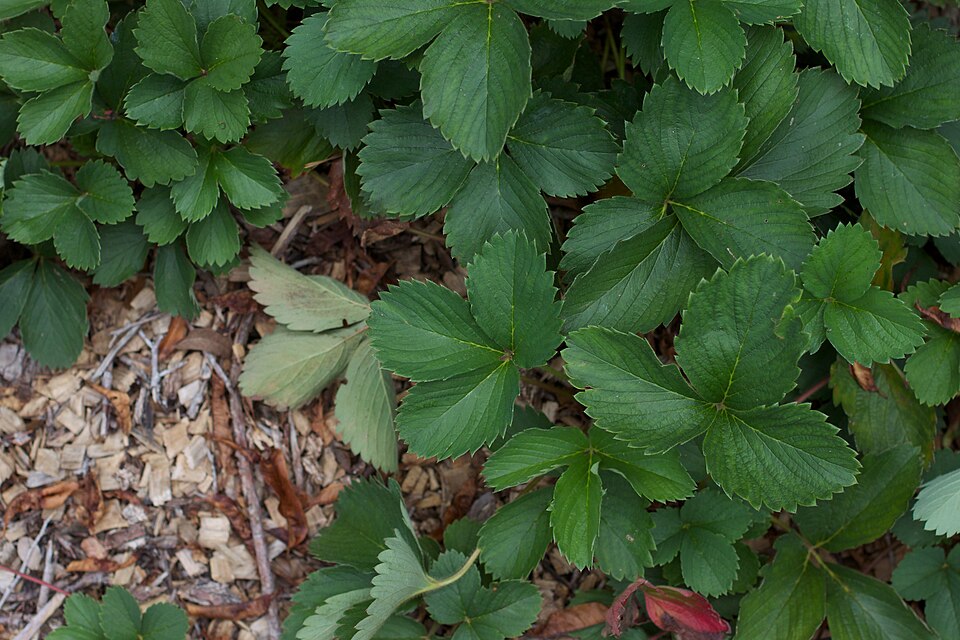 畑に植え付けられたイチゴの苗の様子