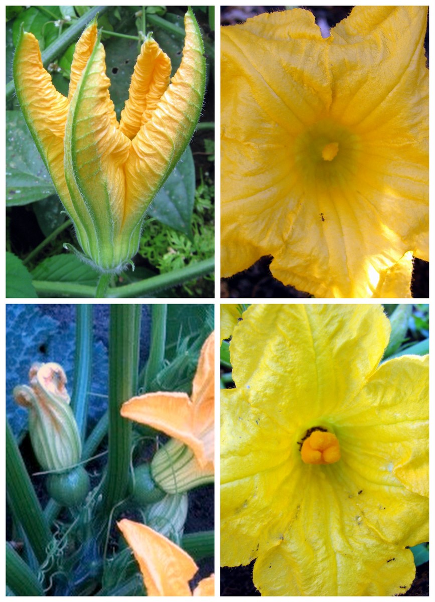 カボチャの雌花と雄花