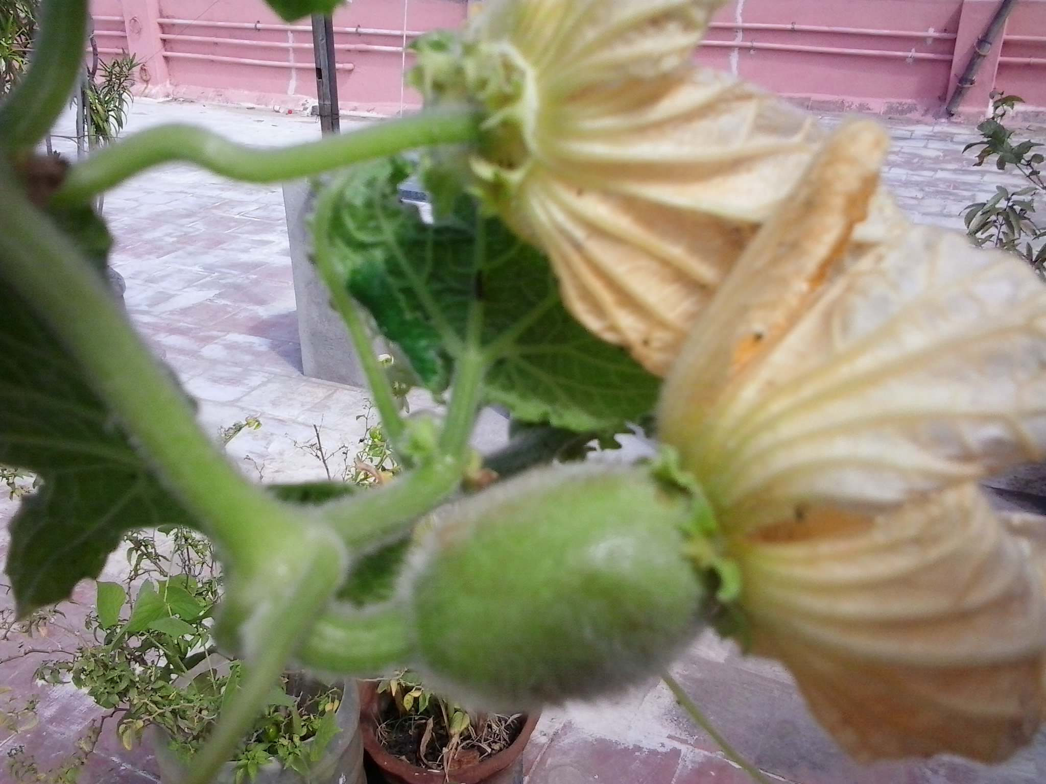 カボチャの雄花と雌花