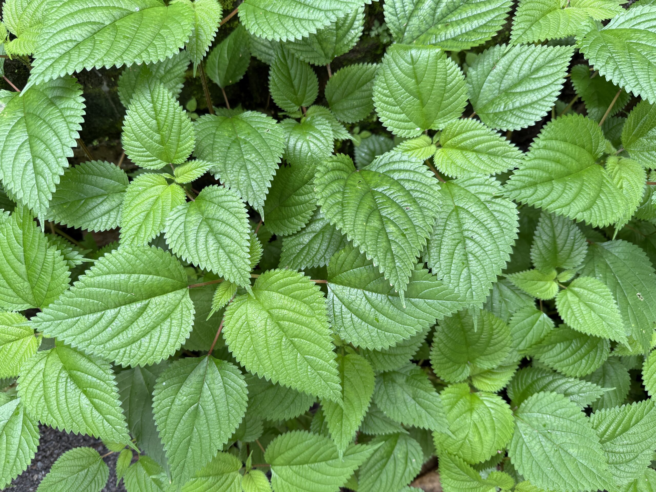【大葉（青じそ）の育て方】種まきから長期収穫まで！プランターでも簡単栽培ガイド