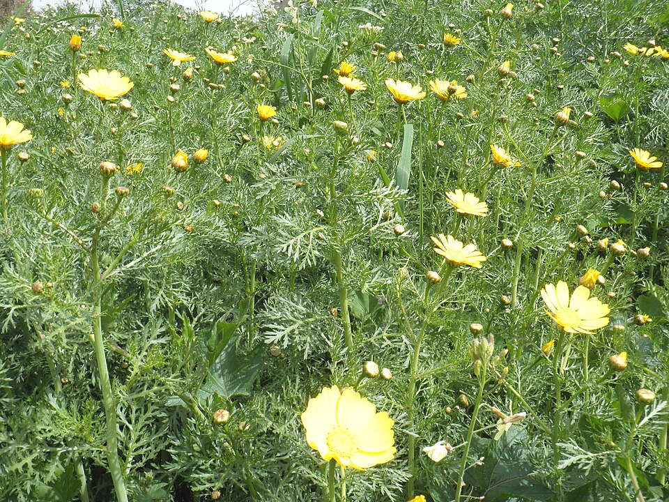 【春菊の育て方】種まきから収穫まで!プランターでも簡単に育てる方法を解説