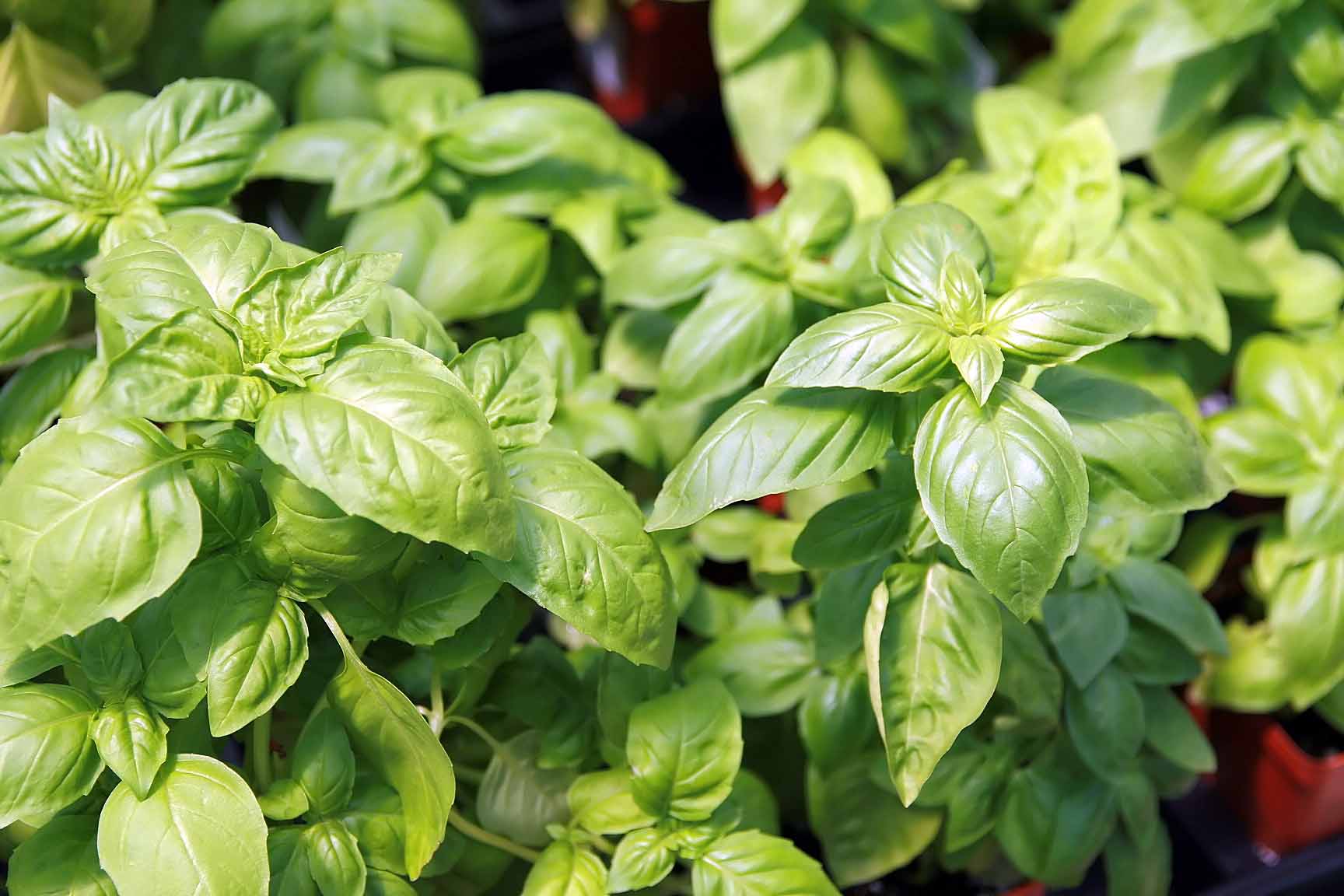 畑で育つバジルの株。緑色の葉が茂っている
