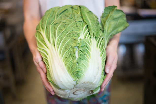 【白菜の育て方】種まきから結球・収穫まで！防虫ネットと追肥で大きく育てよう
