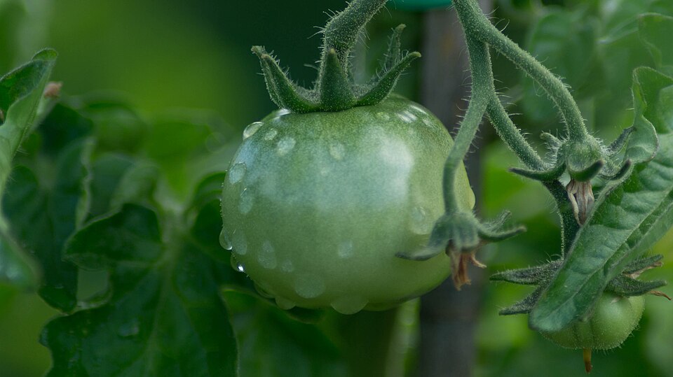 【6月の家庭菜園】梅雨でも育てやすいおすすめ野菜10選と雨対策ガイド