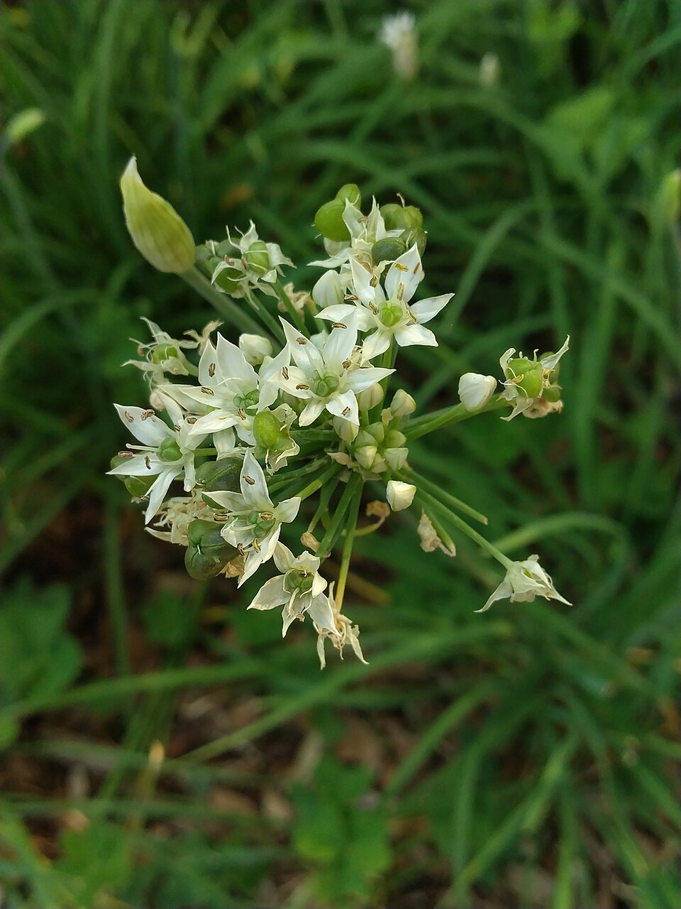 【ニラの育て方】植え付けから繰り返し収穫まで!初心者向け栽培ガイド