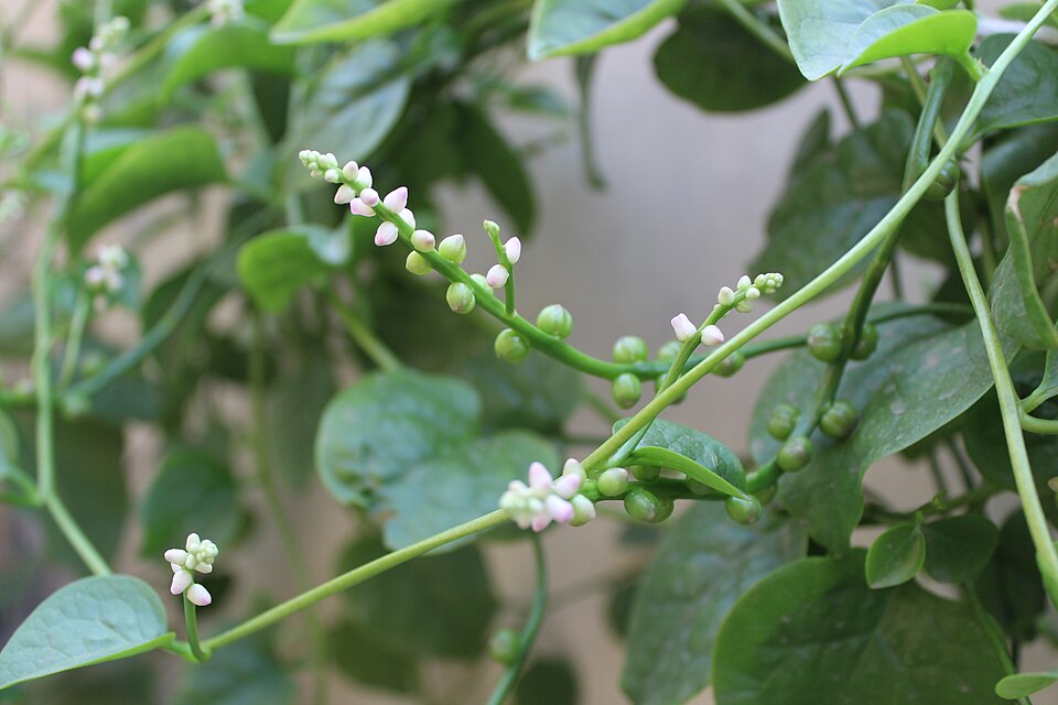 【つるむらさきの育て方】種まきから収穫まで！夏の暑さに負けない葉野菜を育てよう