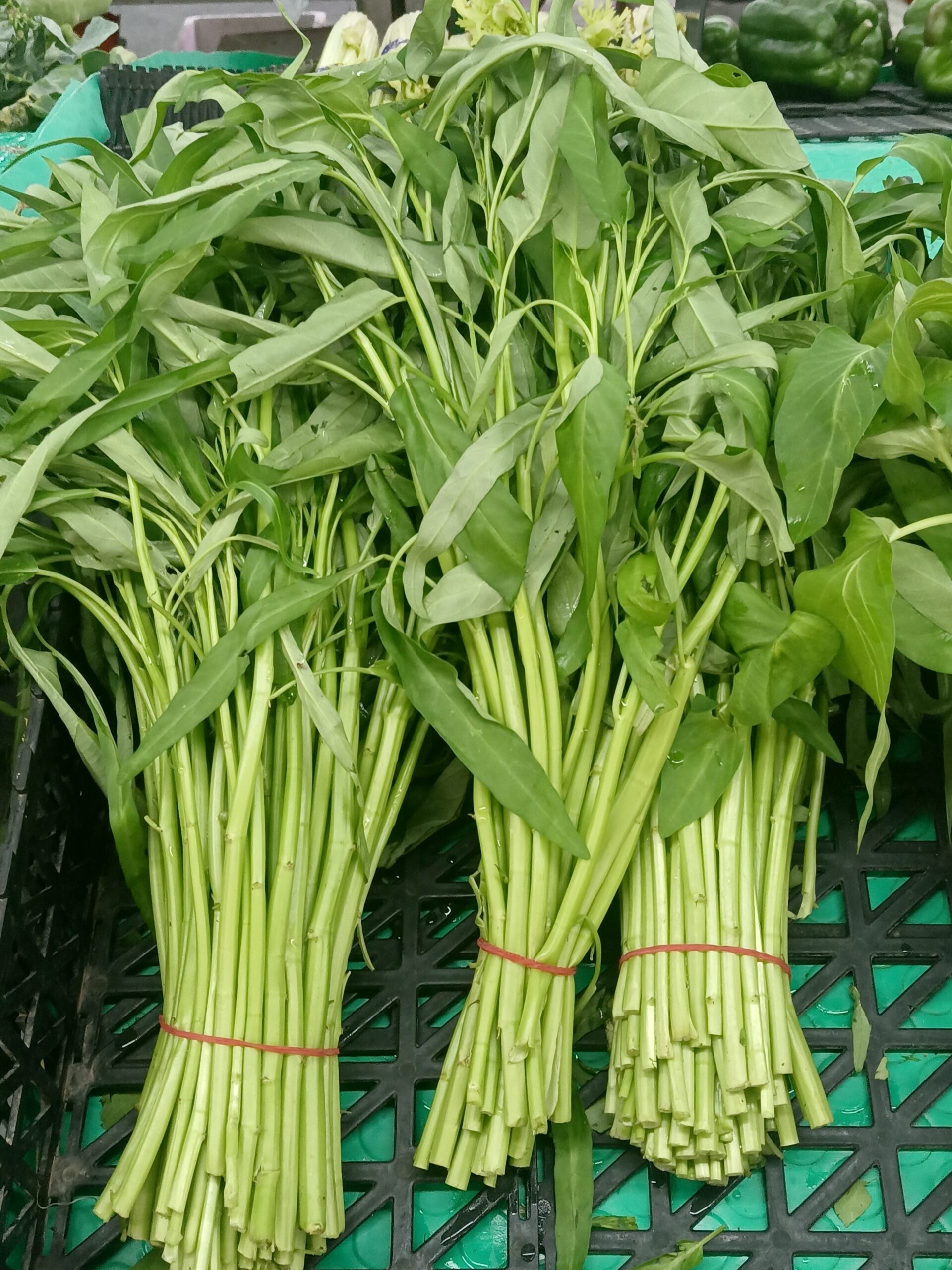 【空心菜の育て方】夏中収穫できる!種まきから繰り返し収穫するコツを解説
