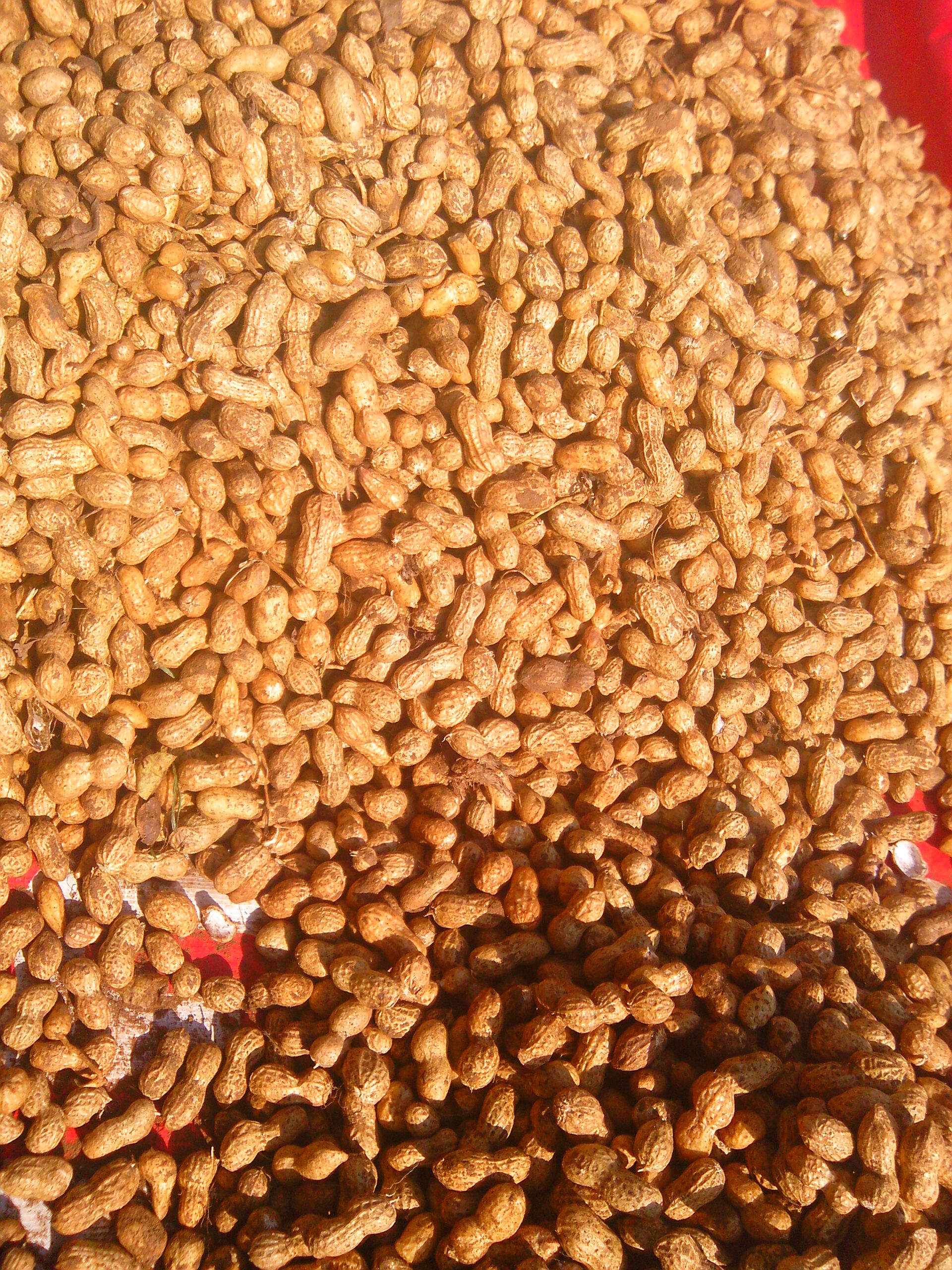 【落花生の育て方】土寄せのコツで収量アップ!採れたて茹でピーナッツが最高の家庭菜園ガイド
