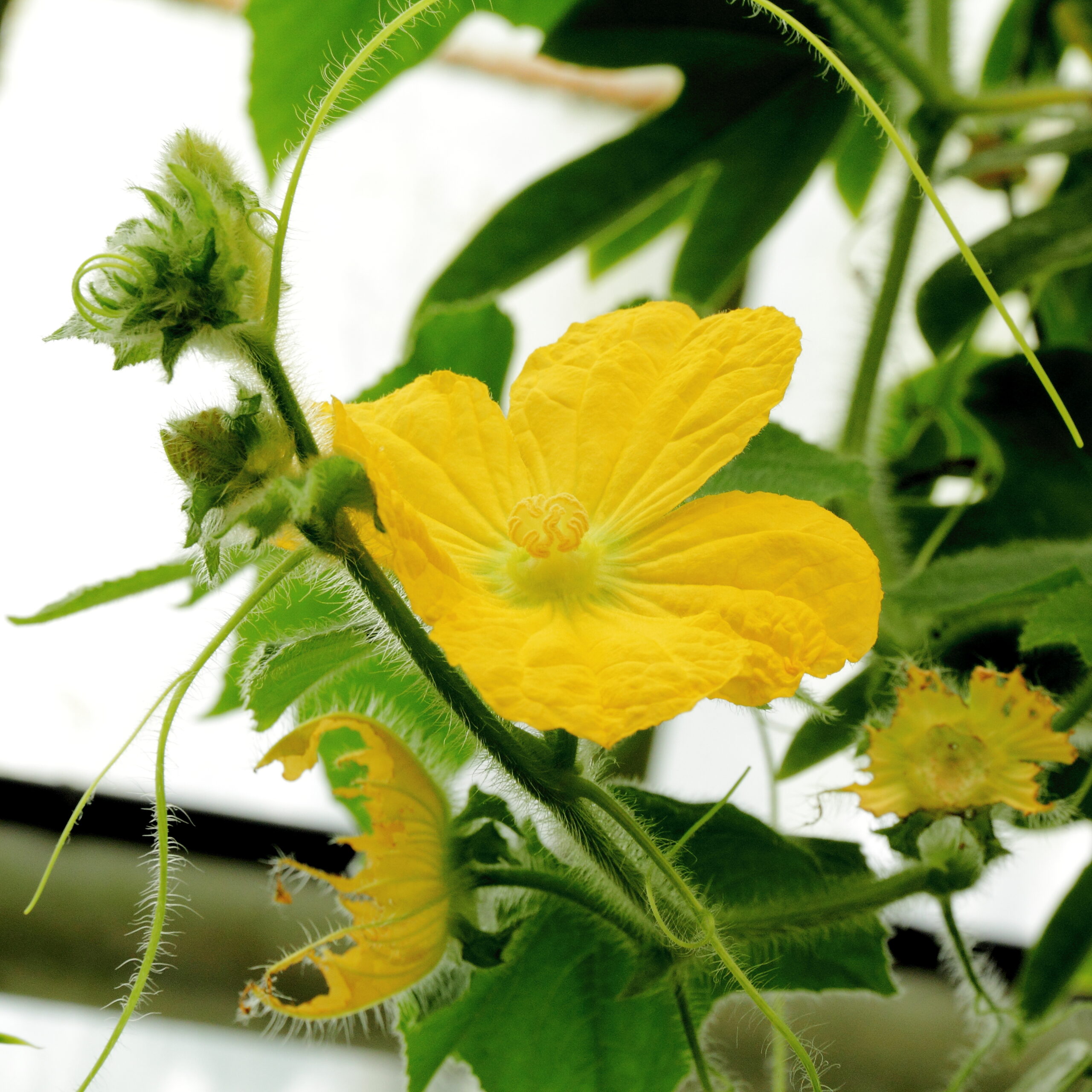 【冬瓜(とうがん)の育て方】人工授粉と整枝のコツ!夏に収穫して冬まで保存できる家庭菜園ガイド