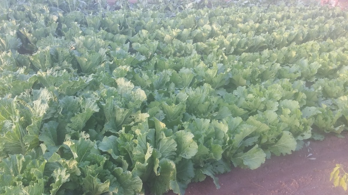 秋の家庭菜園で収穫された白菜などの冬野菜